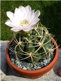 Gymnocalycium ritterianum